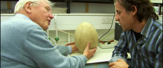 David Attenborough och det gigantiska ägget