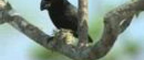 Galapagosfinkar
