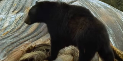 Knölvalar och svartbjörnar