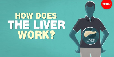Vad gör levern?