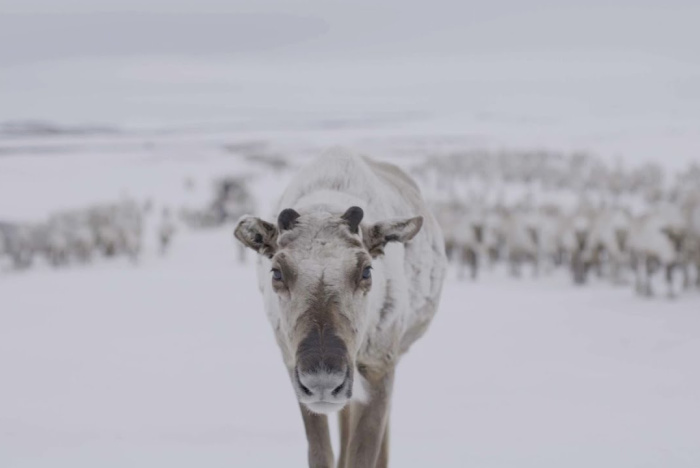 Klarar renarna av ett varmare arktis?
