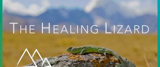Den helande ödlan i Bolivia