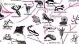 Rätt och slätt del 7: Evolution