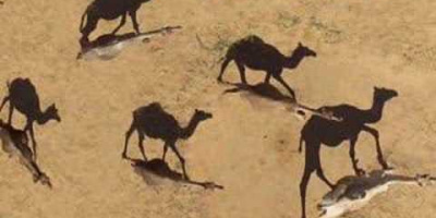 Mera djur från den Afrikanska kontinenten