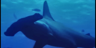 Hur hammarhajen fick sitt märkliga utseende