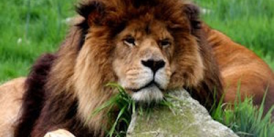 Vilken är nästa åtgärd?