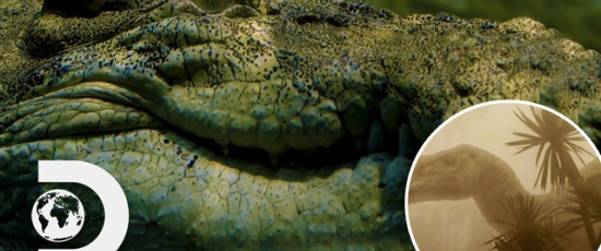 Hur krokodilerna överlevde meteoren som dödade dinosaurierna