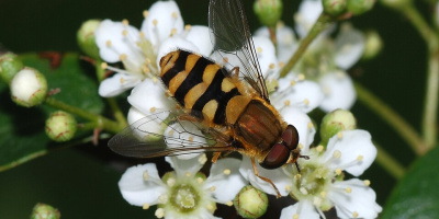 Prov 2025-05-07 om Etologi och beteendeekologi samt Grundläggande ekologi