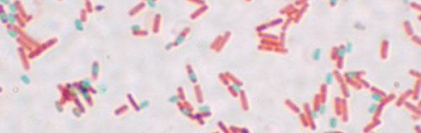 Bakteriecellens uppbyggnad