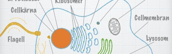 Den eukaryota cellens uppbyggnad