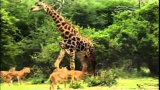 Lejon på giraff-jakt