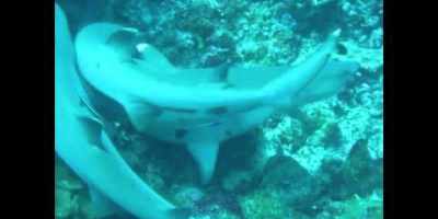 När den vitspetsiga oceanhajen parar sig