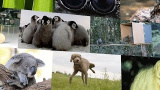2014 års sötaste (naturvetenskapliga) djur