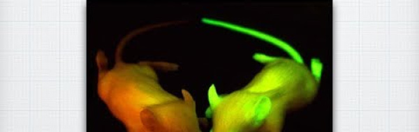 Genetiskt modifierade organismer (GMO)