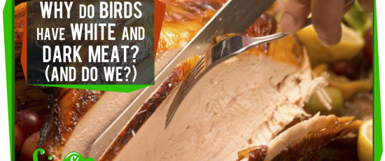 Varför har kycklingar både mörkt och ljust kött?