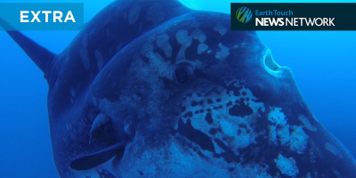 Sällsamt möte med en klumpfisk