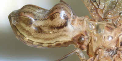 Avd. f. biologiska babblerier del 9: Mera mimikry