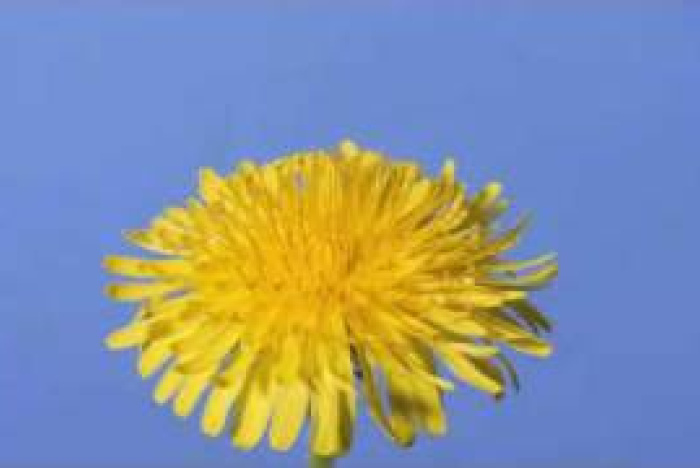 En maskros från blomma till frö