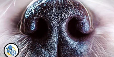 Varför sniffar hundar varandra i rumpan?