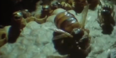 Vax – ett användbart ämne