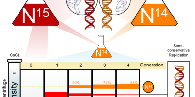 DNA-replikation följer tre regler