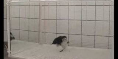 Självmedvetna skator