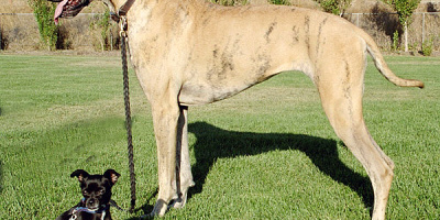 Artbildning och utdöende