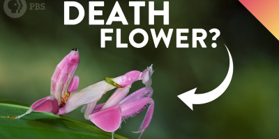 Varför dödliga insekter ser ut som blommor
