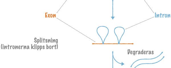 Proteisyntesen II: Hur mRNA-molekylen mognar