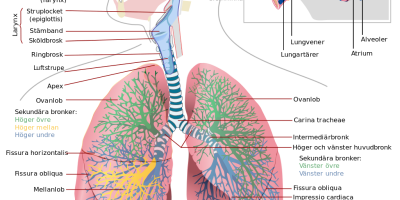 Människans andningsorgan