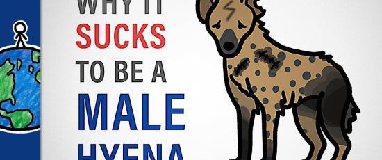 Varför det suger att vara hane om man är en hyena