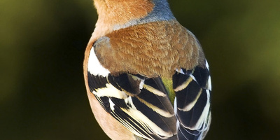 Bofinkens revirbeteende