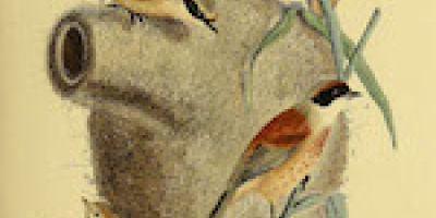 Beteendeekologi II: Sexuella system