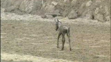 Klarar zebrafölet torkan i Kalahari?
