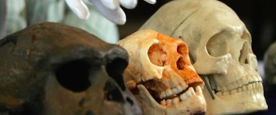 Homo floresiensis ställer frågan på sin spets: Vad innebär det att vara 
