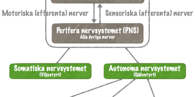 Nervsystemets funktionella indelning