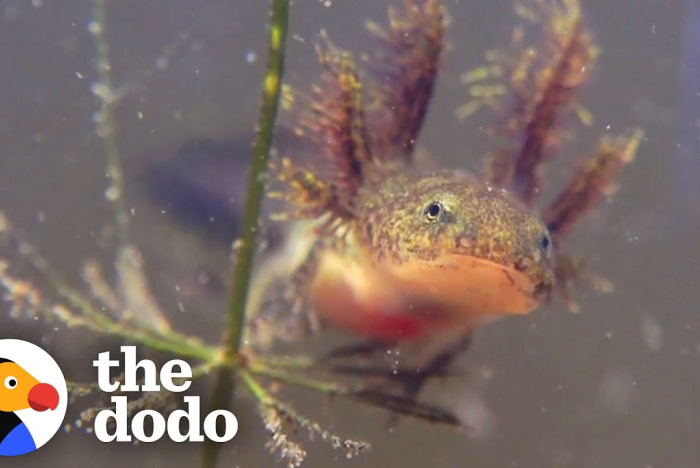 Salamanderns märkliga livscykel