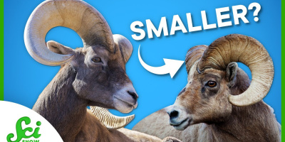 Fem sätt som människan påverkar djurens evolution på