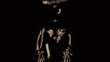Ardipithecus: Mer apa än människa?
