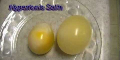 Osmos: Ägg i hyperton och hypoton lösning