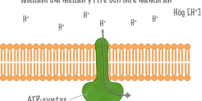 Prov 2023-10-19 i Cellbiologi samt Mat och matspjälkning