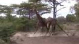 Giraffer som fajtas