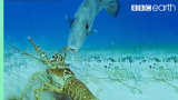 Hummer vs. tryckarfisk