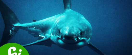 Varför Megalodon blev så 