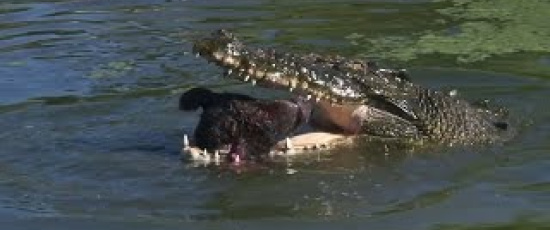 Pytonorm vs. krokodil: Vem vinner?