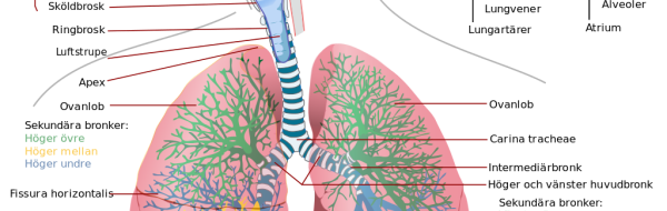 Människans andningsorgan