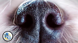 Varför sniffar hundar varandra i rumpan?