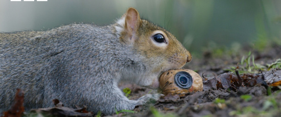 Sluga ekorrar stjäl ekollon