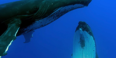 När parningsleken utvecklas till strid