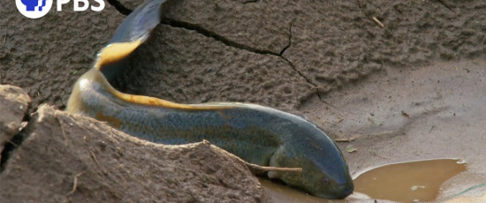 Fisken som andas luft